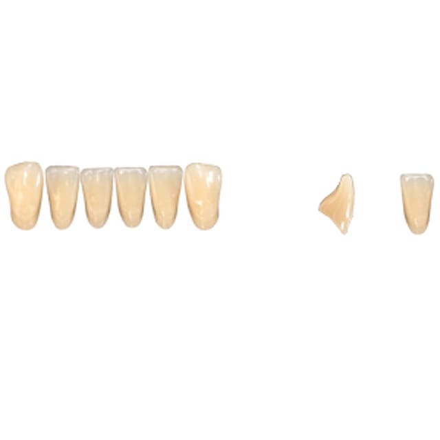 Pala Denture Teeth Mondial 6 Anterior CE - Lower L315