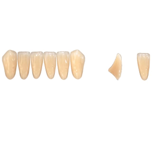 Pala Denture Teeth Mondial 6 Anterior CE - Lower L369