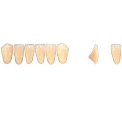 Pala Denture Teeth Mondial 6 Anterior CE - Lower L373