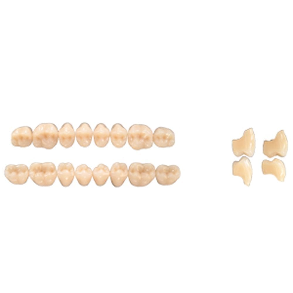 Pala Denture Teeth Mondial 8 Posterior CE - 29 Upper
